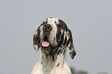 DOGUE ALLEMAND 564